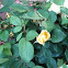 Yellow Floribunda Rose / Rosa Sun Flare Tea 