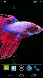 Betta Fish Live Wallpaper Free poster 4