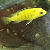 Electric Yellow Cichlid