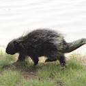 North American Porcupine