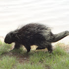 North American Porcupine