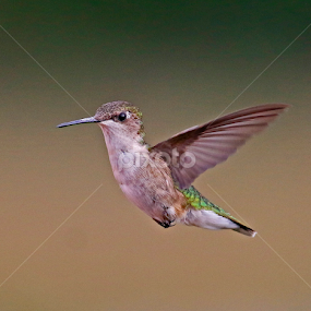 Frozen in time  by Paul Wyman - Animals Birds