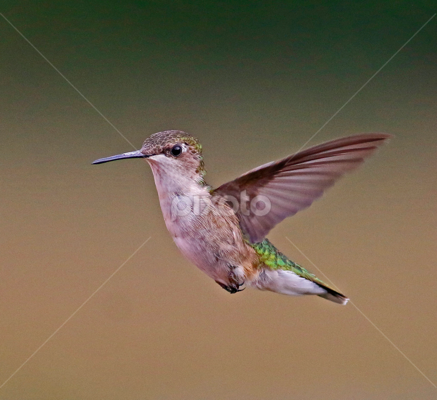 Frozen in time  by Paul Wyman - Animals Birds