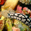 Nudibranch Phyllidia pustulosa