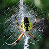 Garden Spider