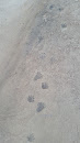 Raccoon Tracks 