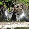 Anhinga anhinga