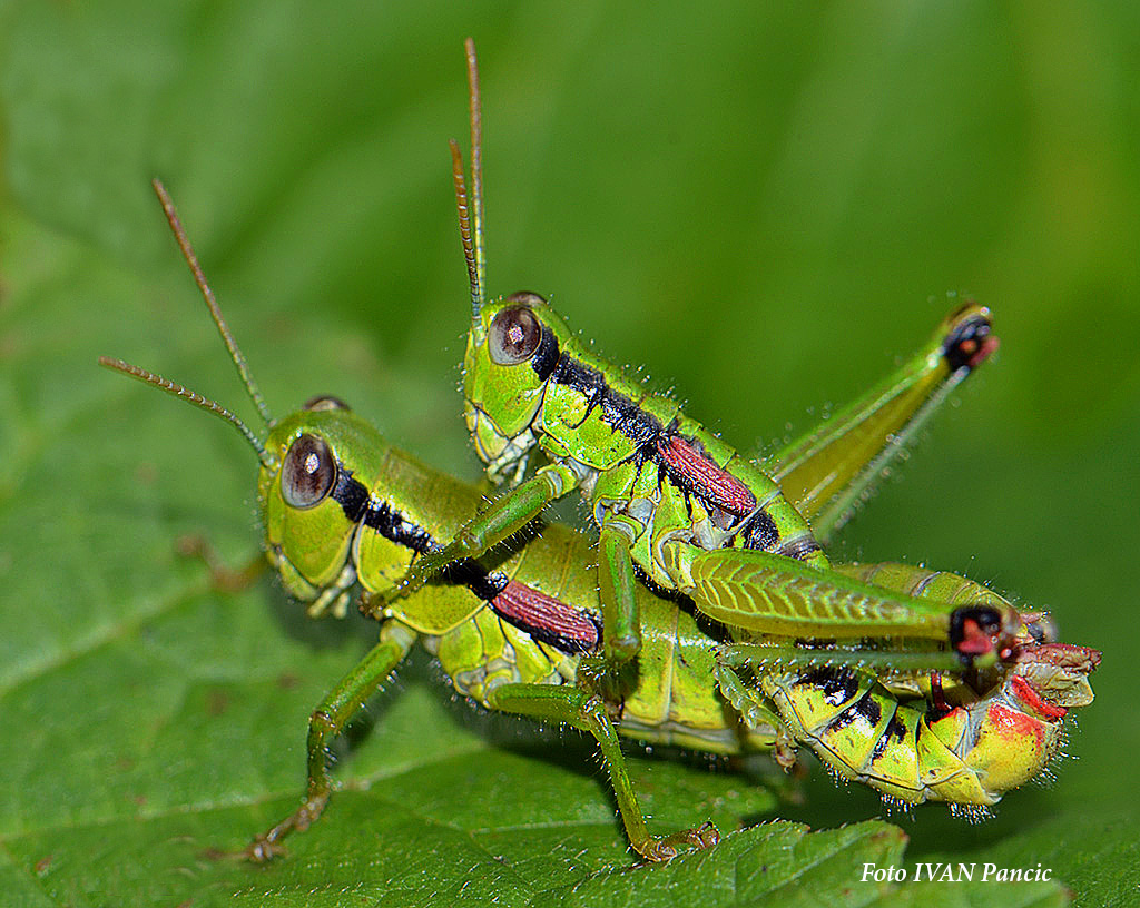 Short-winged Grasshopper