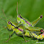 Short-winged Grasshopper
