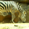 Plains zebra