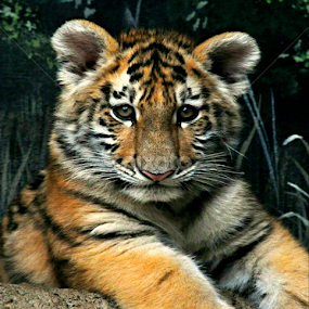 Im The baby by Scott Bennett - Animals Lions, Tigers & Big Cats