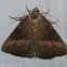 Common pinkband moth