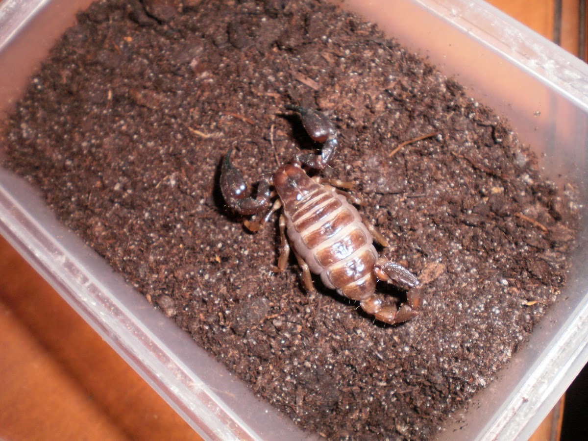 Black Rock scorpion