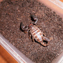 Black Rock scorpion