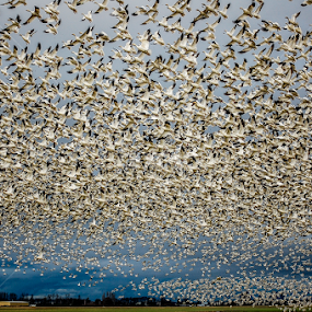 Snow Geese frenzy by Eddie Murdock - Animals Birds