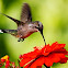 Ruby-throated Hummongbird