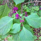 Purple berry plant?