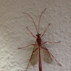 Ichneumon wasp