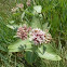 Showy Milkweed