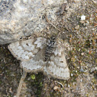 Black Mountain Moth