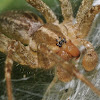 Grass spider (male)