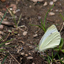 Small White Butterfly (Small Cabbage White)