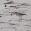 Least Sandpiper