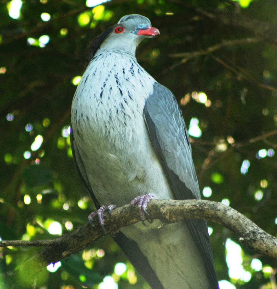 Topknot Pigeon