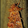 Pink-shaded Fern Moth