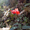 Ourisia ruelloides (Flor de la Cascada)