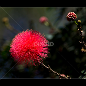 The Red Dwarf Powderpuff by Vincent Albert - Flowers Single Flower