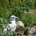 Ring-billed Gull