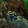 Yellow and blue poison dart frog