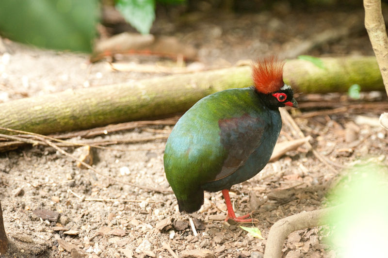 Crested Wood-partridge