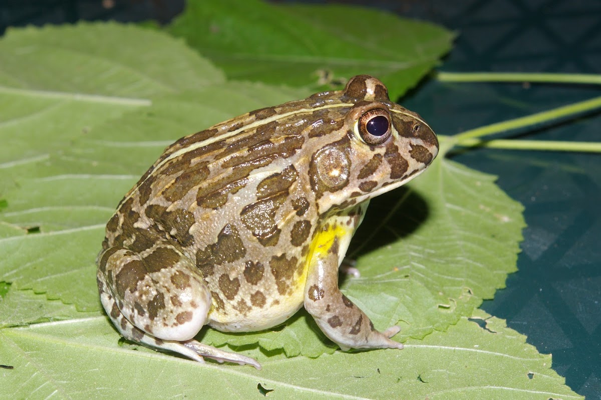 Edible Bullfrog
