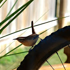 Carolina wren