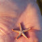 Small-Spine Sea Star