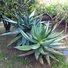 Agave