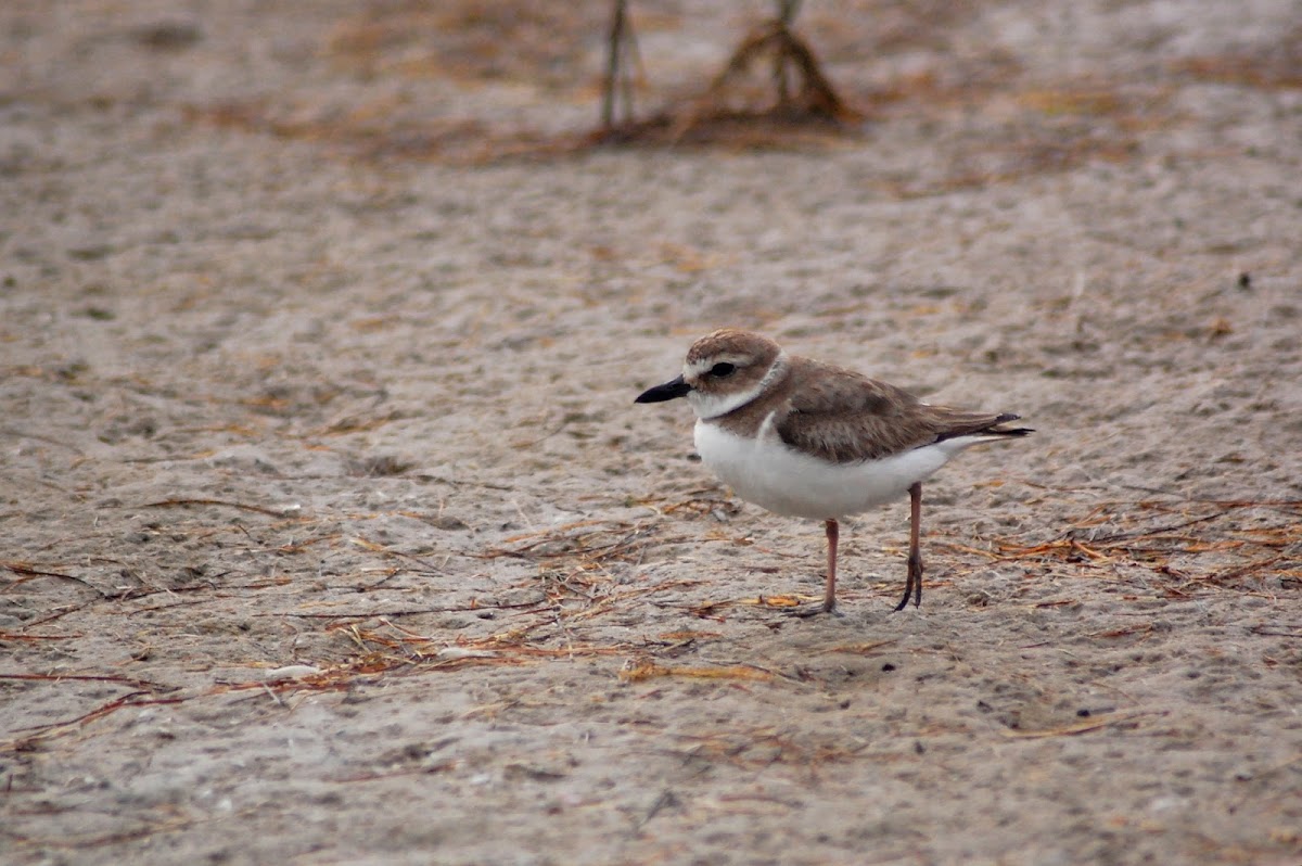 Wilson's Plover