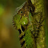 Boulenger's Tree Agama