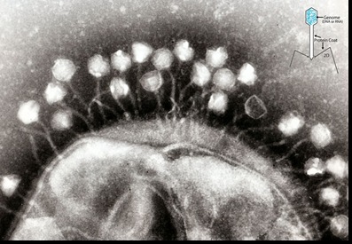 phages_wikipedia