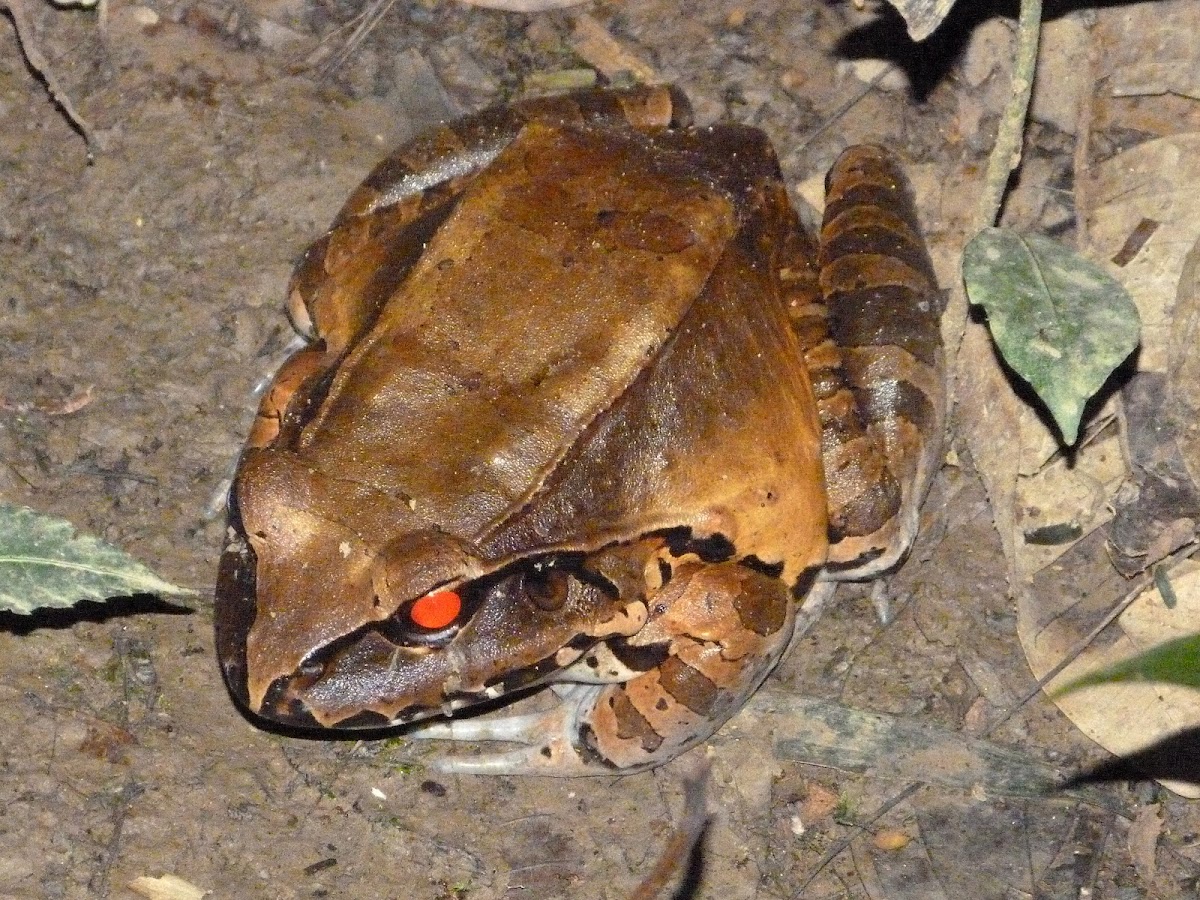 Smoky jungle frog (male)