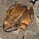 Smoky jungle frog (male)