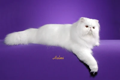 Ultra White Persian Cat