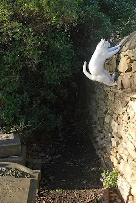 cat jumping up a wall