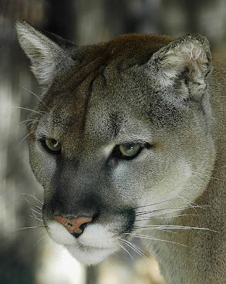 Cougar the largest North American Wild cat