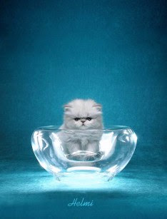 Persian kitten in a bowl