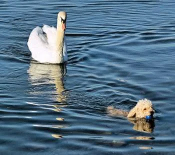 swan chasing dog