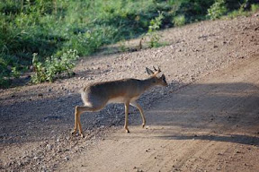 Kirks Dik Dik