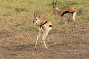Thompson's gazelle
